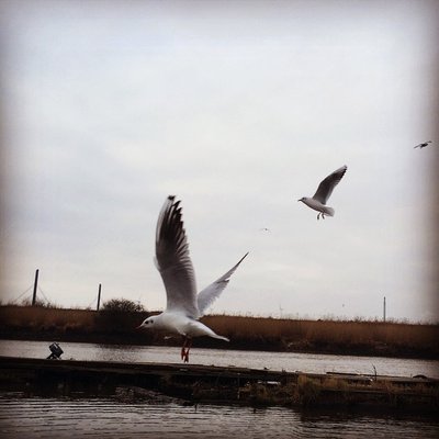 Ahoi ihr schweinebacken