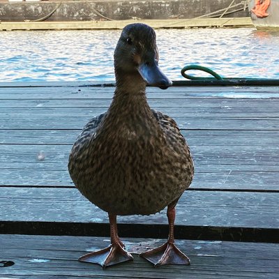 Ahoi ⚓️♥️⚓️ meine lieben,das ist frau liedecke.