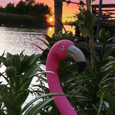 🦩 🦩🦩🦩🦩flamingopinke abendgrüsse.