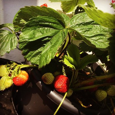 Tattoo Artwork Hamburg