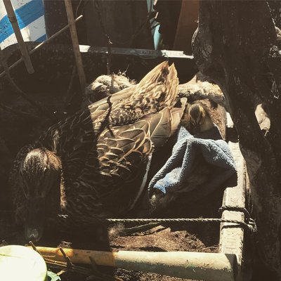 Ohhh das erste ist geschlüpft.