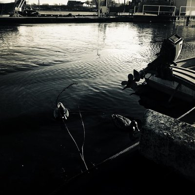 I was nominated for the black and white challenge,7 days 7 pictures,no people no description,thanks to basti