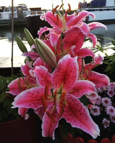 Unglaublich was so alles auf einem Boot gedeiht.