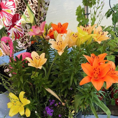 Moin meine zuckerschnuten.